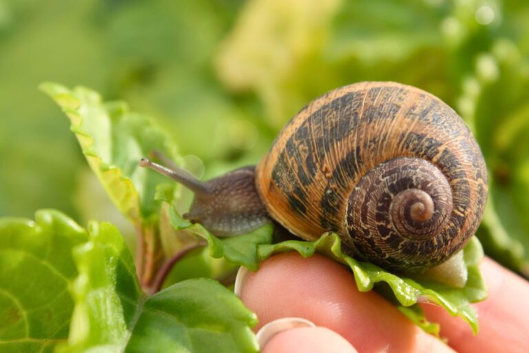 peut on manger les escargots du jardin
