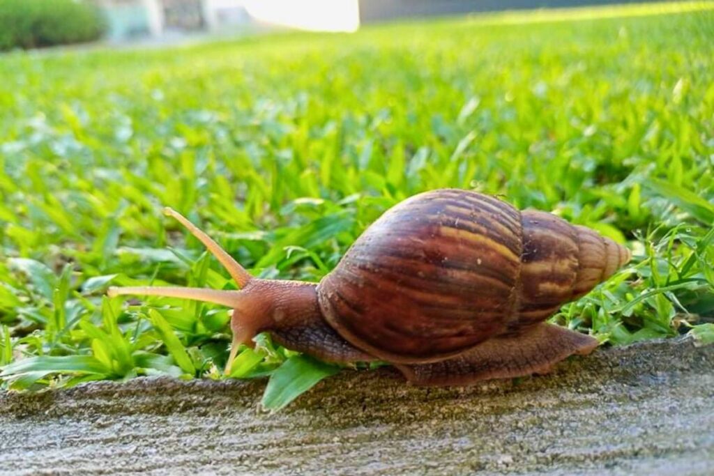 peut on manger les escargots du jardin
