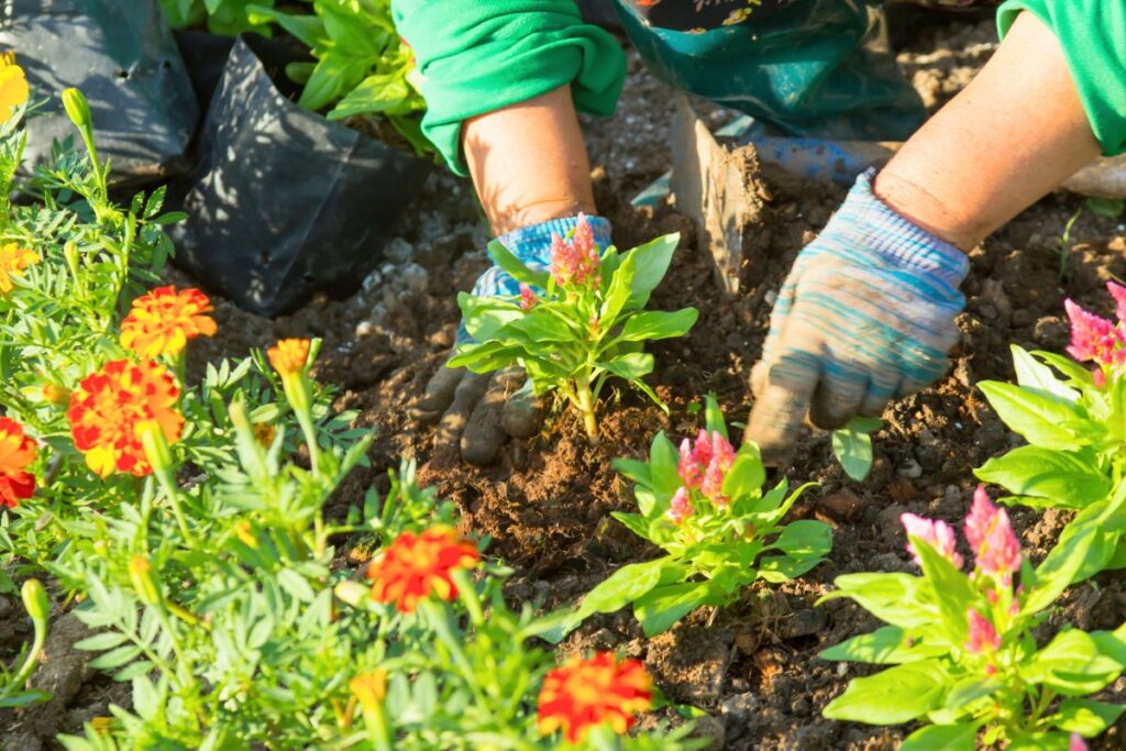 Faire entretenir son jardin par un cat