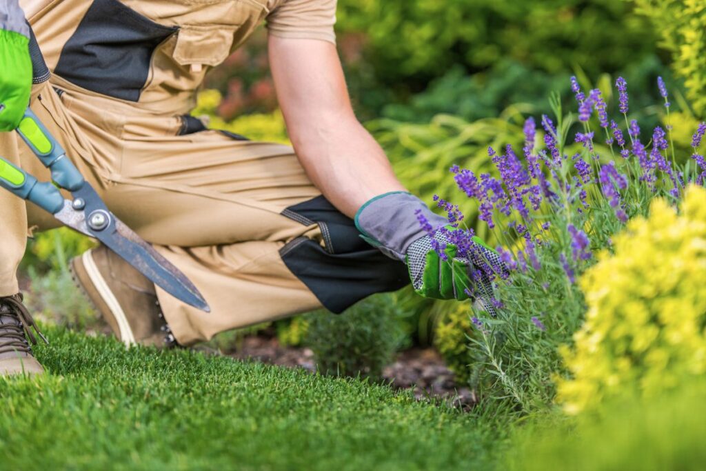 Faire entretenir son jardin par un cat