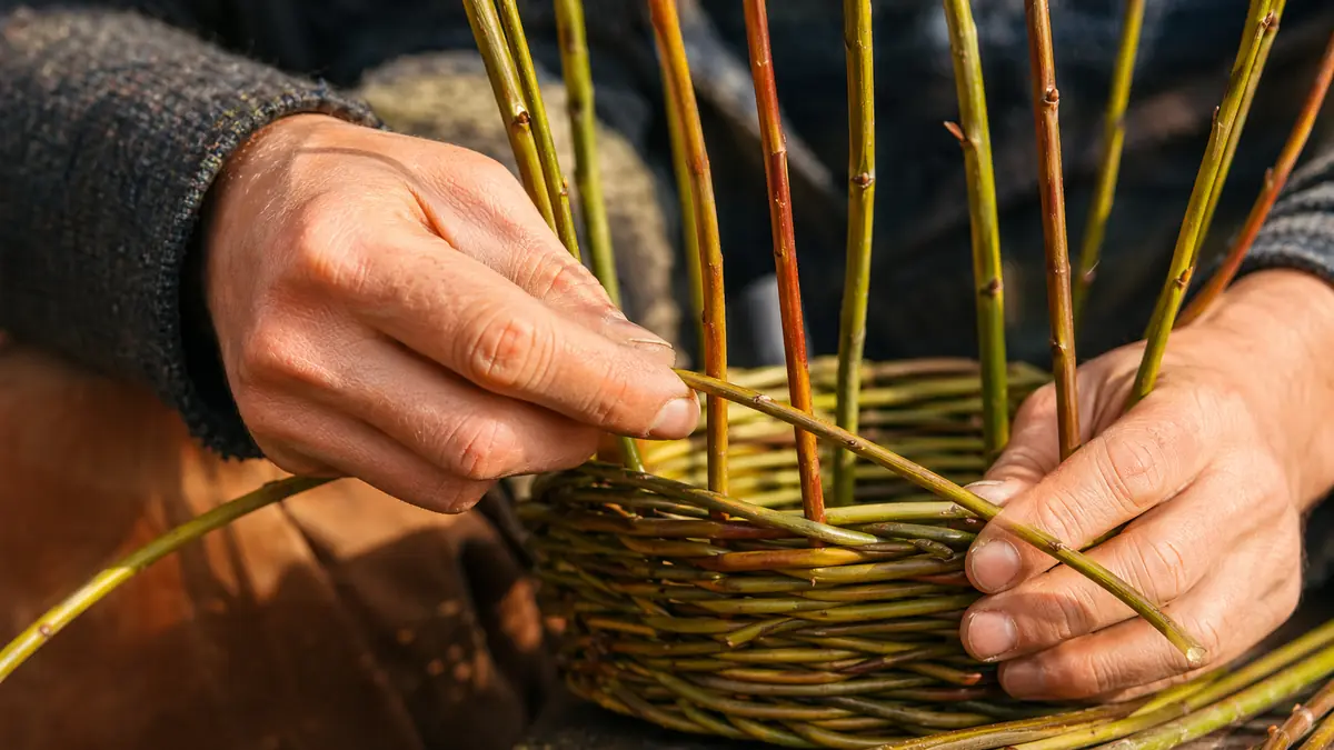 que faire avec du bois de saule pleureur
